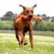 Rogz Scrubz - dog toy